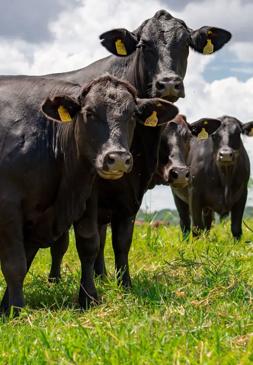 Bauernhofhotel Oesterreich Stieglerhof Radstadt 4 Tiere - Bauernhofhotel in Österreich, Der Stieglerhof in Radstadt