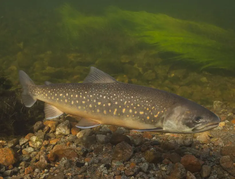 Ab-Hof-Verkauf von Fischen in Radstadt, Stieglerhof Ab-Hof-Verkauf von Fischen in Radstadt, Stieglerhof