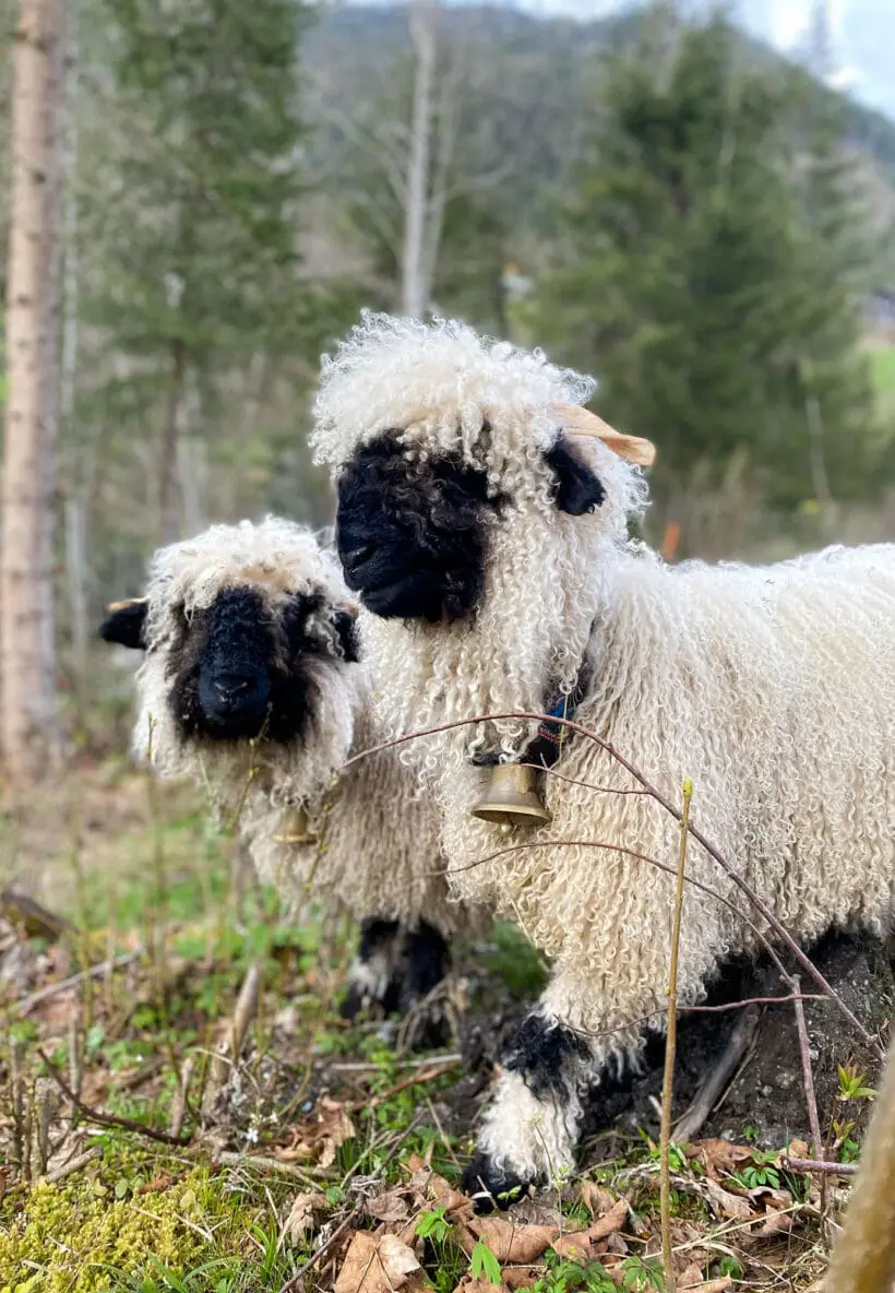 Tiere - Bauernhofhotel in Österreich, Der Stieglerhof in Radstadt Tiere - Bauernhofhotel in Österreich, Der Stieglerhof in Radstadt